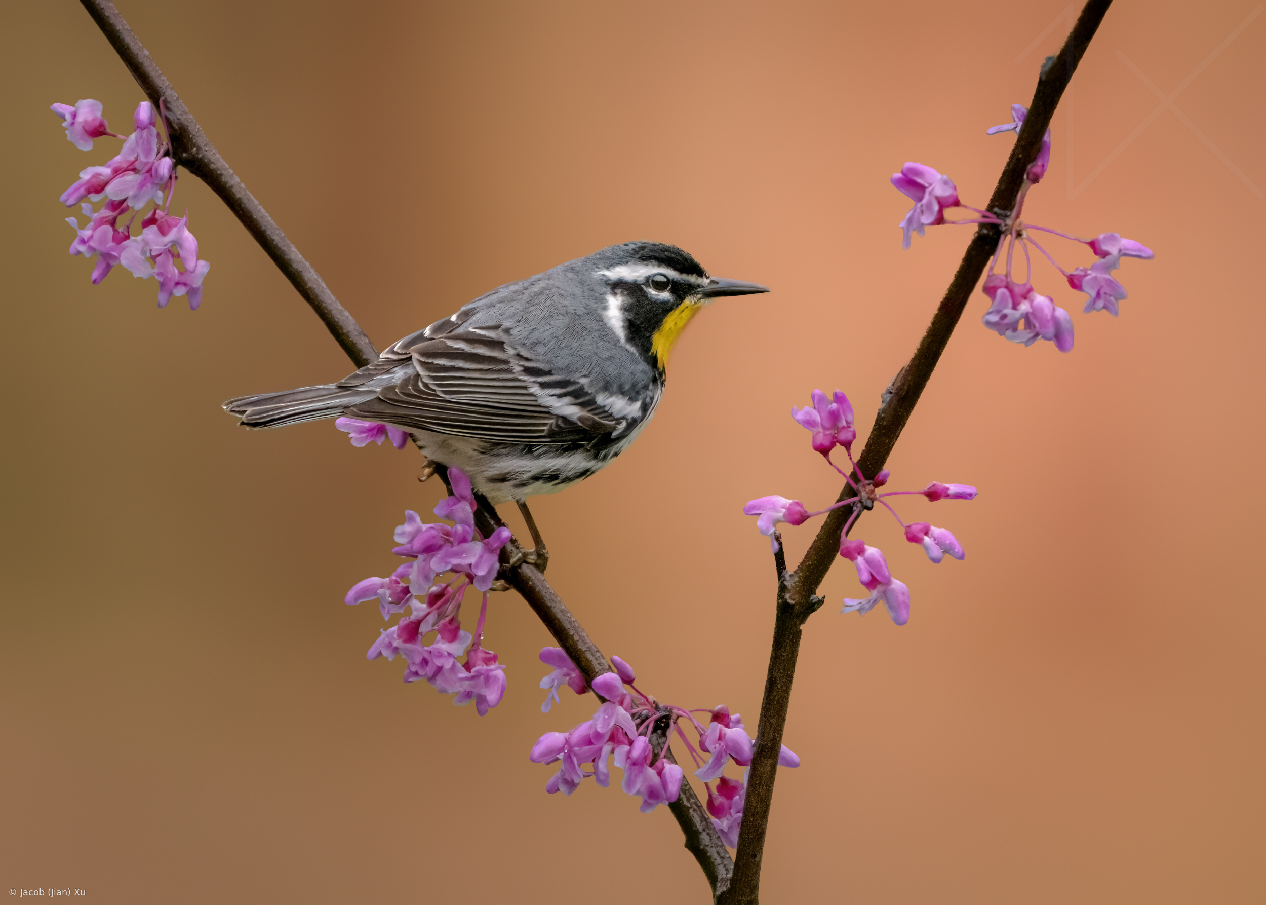 spring.jpg